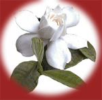 gardenia
