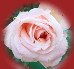 rosa corallo