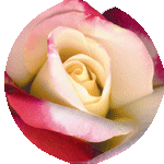 rosa tea