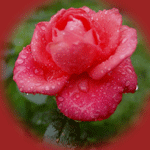 rose rosa
