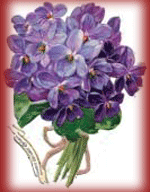 violette